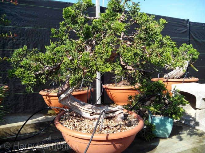 Juniper sabina bonsai styling